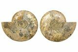 Cut & Polished, Crystal-Filled Ammonite Fossil - Madagascar #317419-5